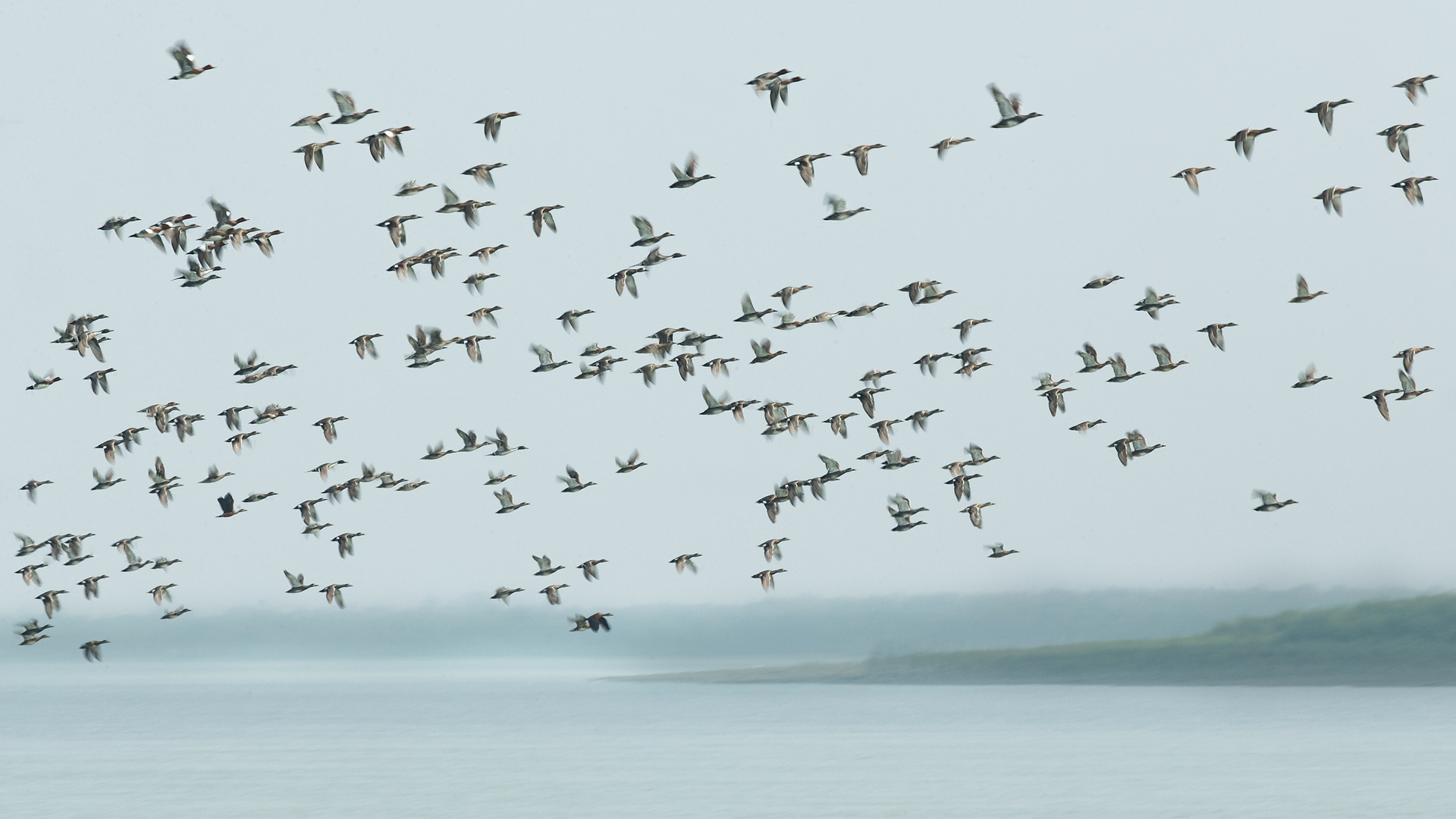 Avian Detection & Deterrent Solution